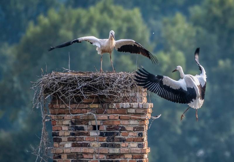 Professional Chimney Animal Removal Services in Attleboro, Massachusetts