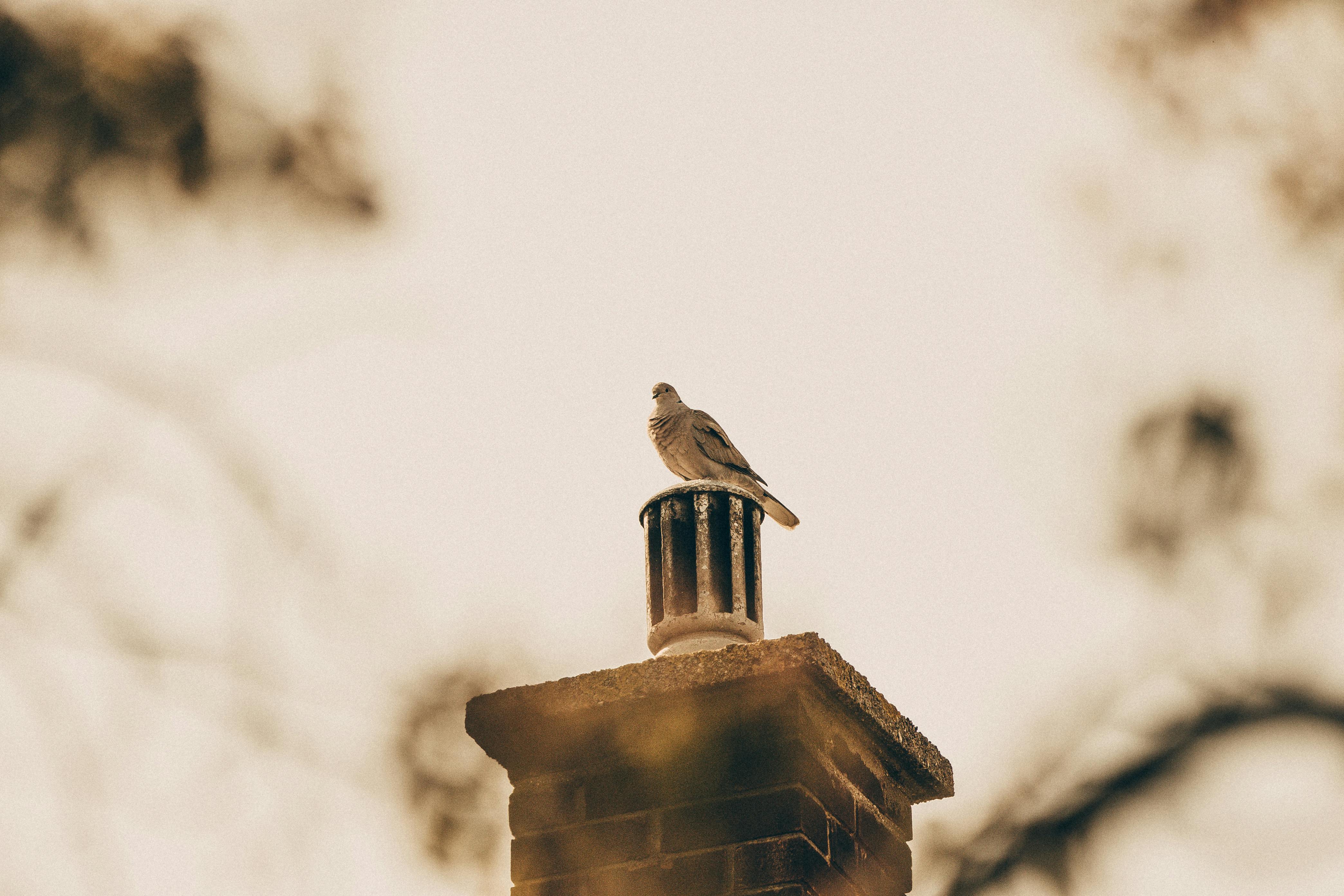 Professional Chimney Cap and Damper In Attleboro Massachusetts